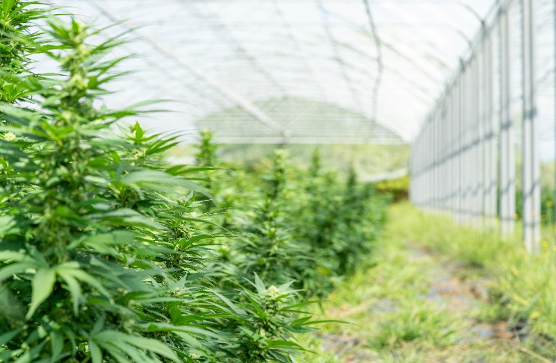 Cannabis and agricultural diversification