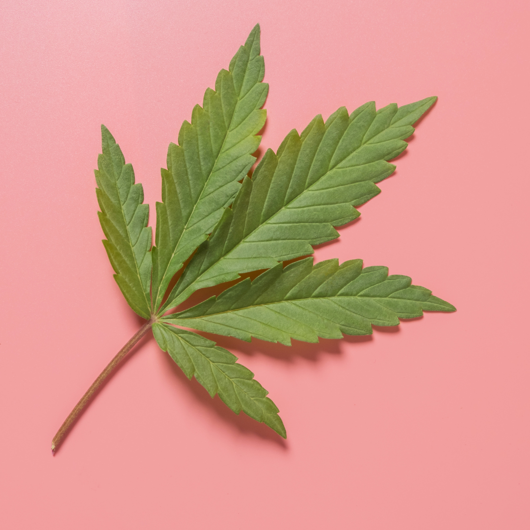 Cannabis : une étude remet (enfin) les pendules à l’heure