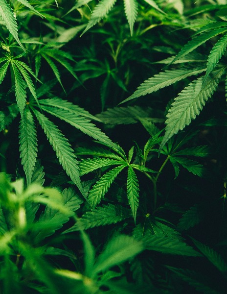 Flavoalkaloids discovered in cannabis leaves