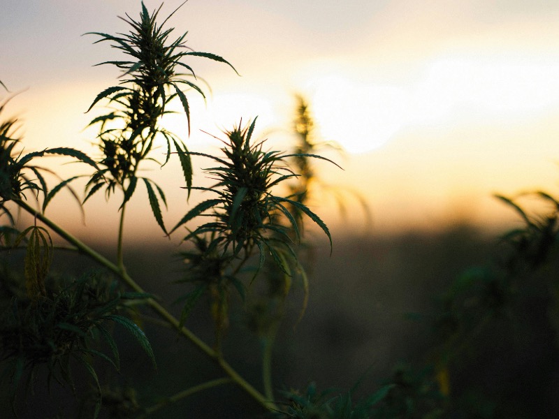 7 years of legalization