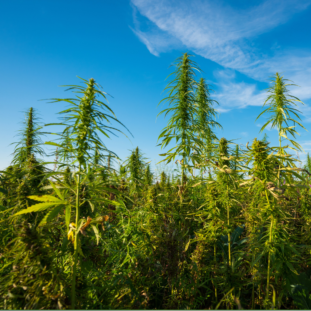 Le cannabis, 5e culture agricole au Canada