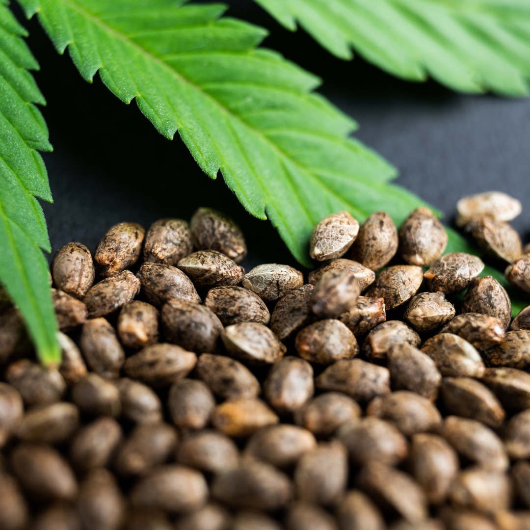 Hemp: a promising crop for Quebec