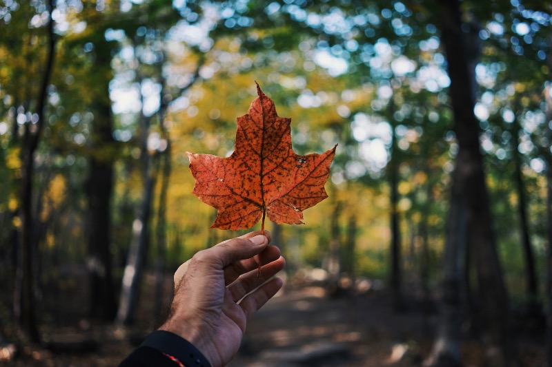 The Canadian retail landscape