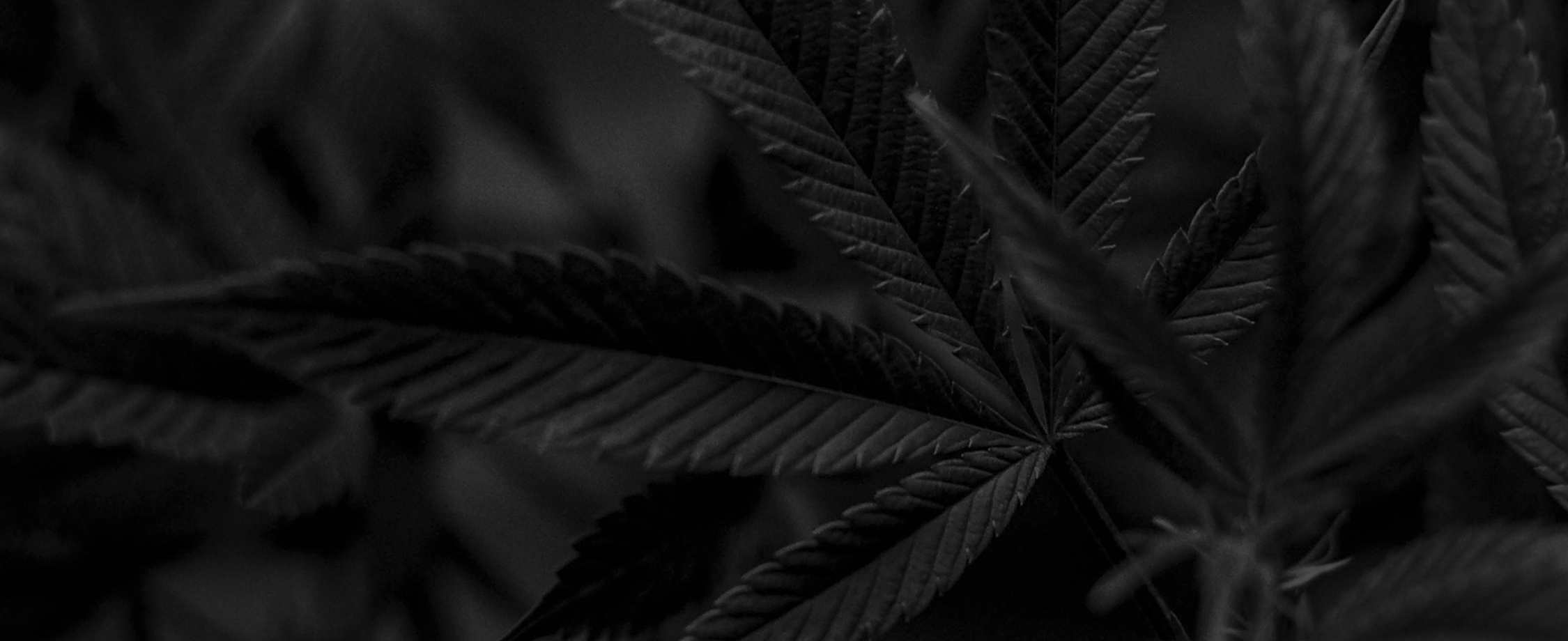 Association Québécoise de l'Industrie du Cannabis