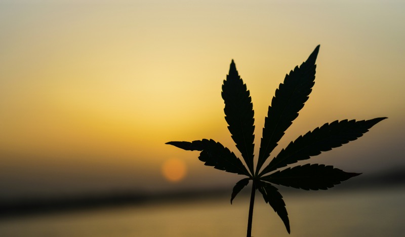 Association Québécoise de l'Industrie du Cannabis